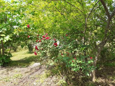 کلبه جاکو کلبه سوییسی یک خوابه برای چهار نفر (فاقد تخت) رشت