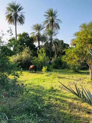 اقامتگاه بوم گردی باغ مرادی کپر بومی برای چهار نفر میناب