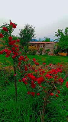 ویلا یاسی اتاق یک تخته فومن